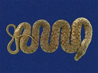 藏品(白腹游蛇)的圖片